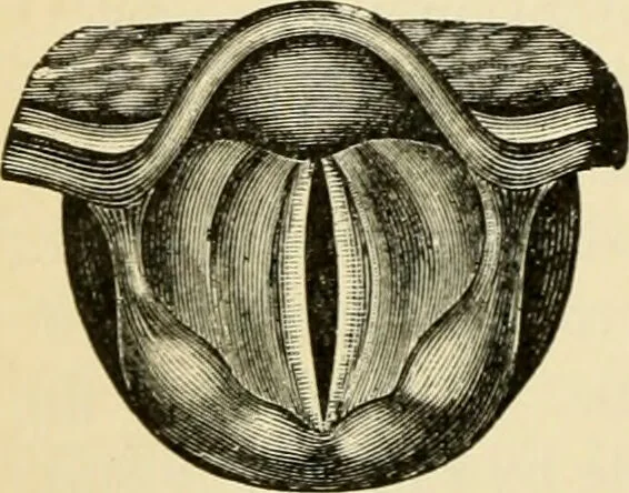 An illustration from Handbook of physiology : for students and practitioners of medicine / by Austin Flint ... with two hundred and forty-seven illustrations in the text--including four in colors--and an atlas of sixteen color-plates, including forty-eight original figures taken from actual stained microscopical preparation., 1905, leaf 484