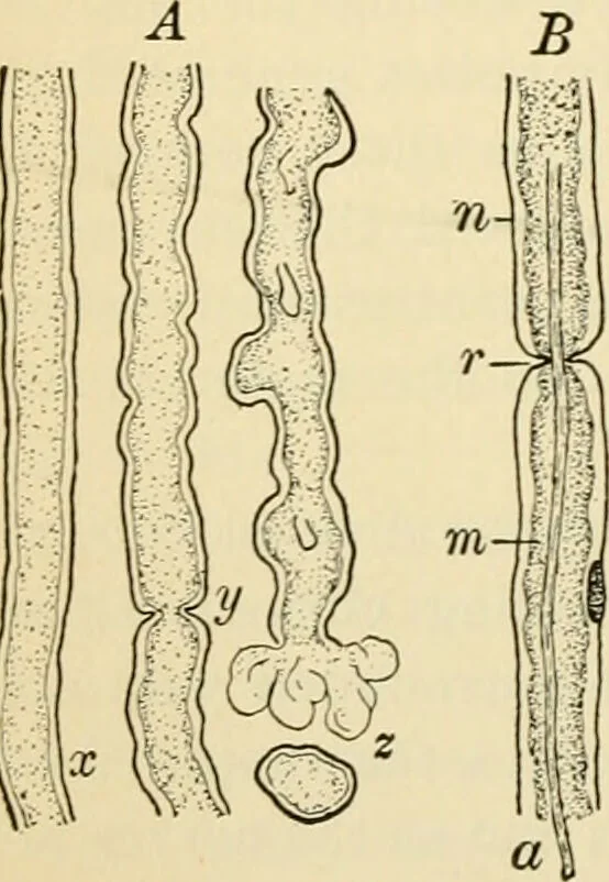 An illustration from Handbook of physiology : for students and practitioners of medicine / by Austin Flint ... with two hundred and forty-seven illustrations in the text--including four in colors--and an atlas of sixteen color-plates, including forty-eight original figures taken from actual stained microscopical preparation., 1905, leaf 496
