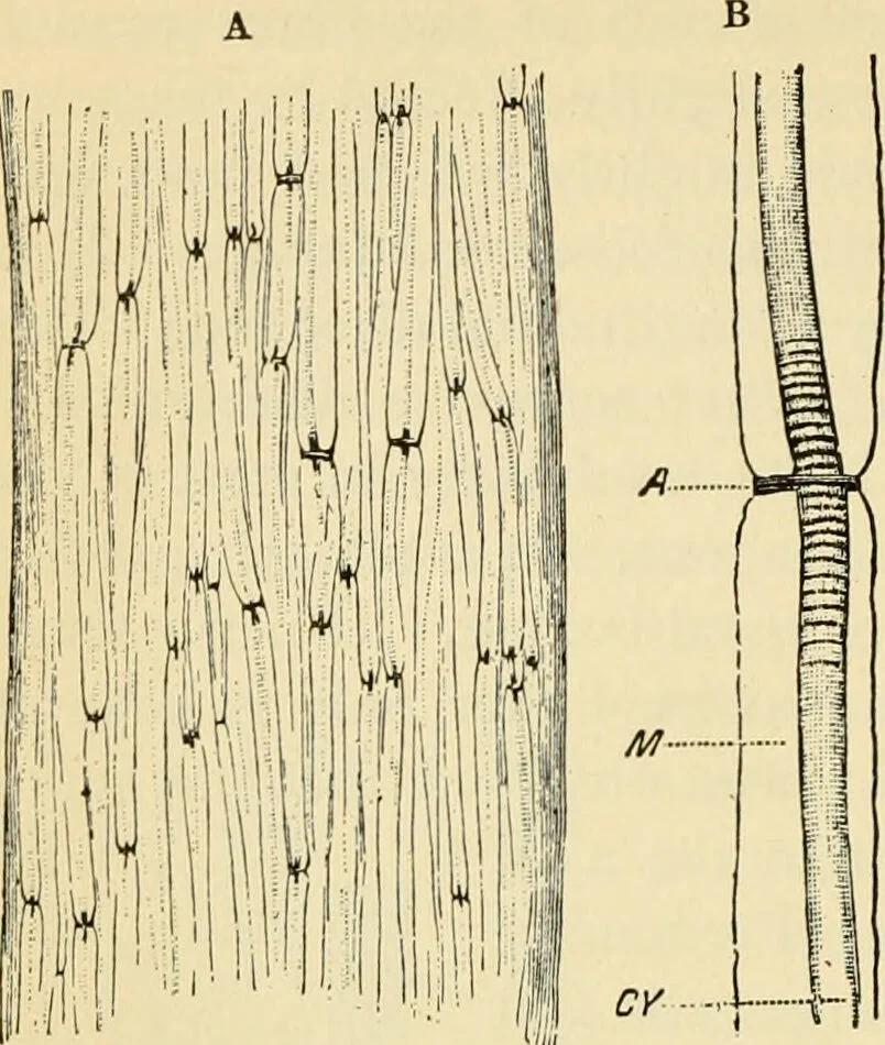 An illustration from Handbook of physiology : for students and practitioners of medicine / by Austin Flint ... with two hundred and forty-seven illustrations in the text--including four in colors--and an atlas of sixteen color-plates, including forty-eight original figures taken from actual stained microscopical preparation., 1905, leaf 498