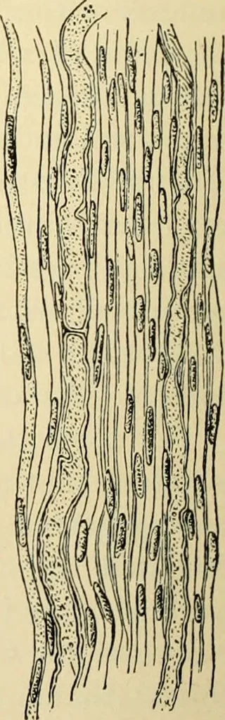 An illustration from Handbook of physiology : for students and practitioners of medicine / by Austin Flint ... with two hundred and forty-seven illustrations in the text--including four in colors--and an atlas of sixteen color-plates, including forty-eight original figures taken from actual stained microscopical preparation., 1905, leaf 498