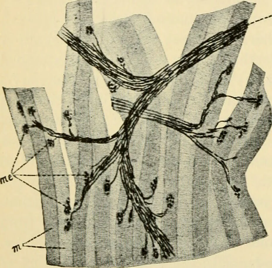 An illustration from Handbook of physiology : for students and practitioners of medicine / by Austin Flint ... with two hundred and forty-seven illustrations in the text--including four in colors--and an atlas of sixteen color-plates, including forty-eight original figures taken from actual stained microscopical preparation., 1905, leaf 500