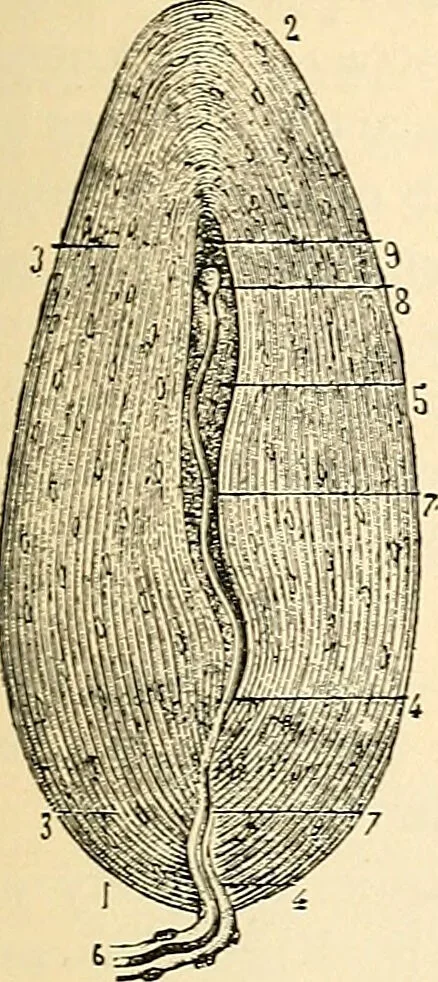 An illustration from Handbook of physiology : for students and practitioners of medicine / by Austin Flint ... with two hundred and forty-seven illustrations in the text--including four in colors--and an atlas of sixteen color-plates, including forty-eight original figures taken from actual stained microscopical preparation., 1905, leaf 503