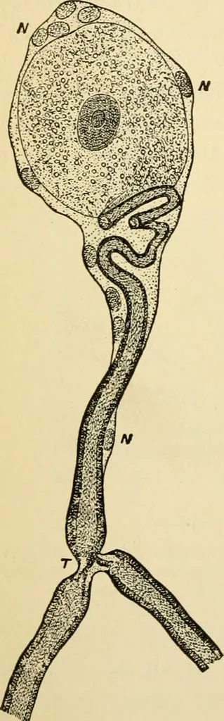 An illustration from Handbook of physiology : for students and practitioners of medicine / by Austin Flint ... with two hundred and forty-seven illustrations in the text--including four in colors--and an atlas of sixteen color-plates, including forty-eight original figures taken from actual stained microscopical preparation., 1905, leaf 506