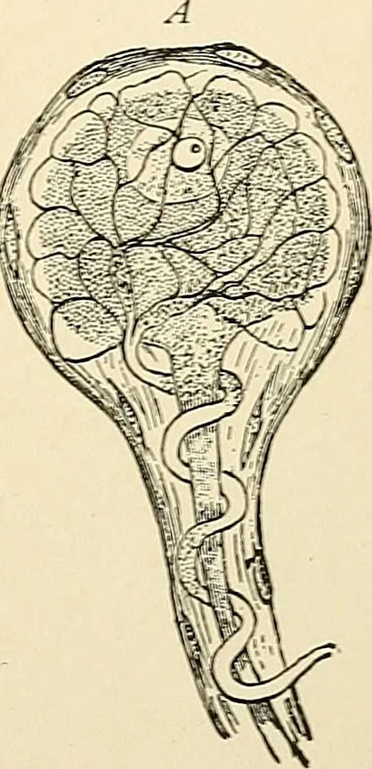 An illustration from Handbook of physiology : for students and practitioners of medicine / by Austin Flint ... with two hundred and forty-seven illustrations in the text--including four in colors--and an atlas of sixteen color-plates, including forty-eight original figures taken from actual stained microscopical preparation., 1905, leaf 507