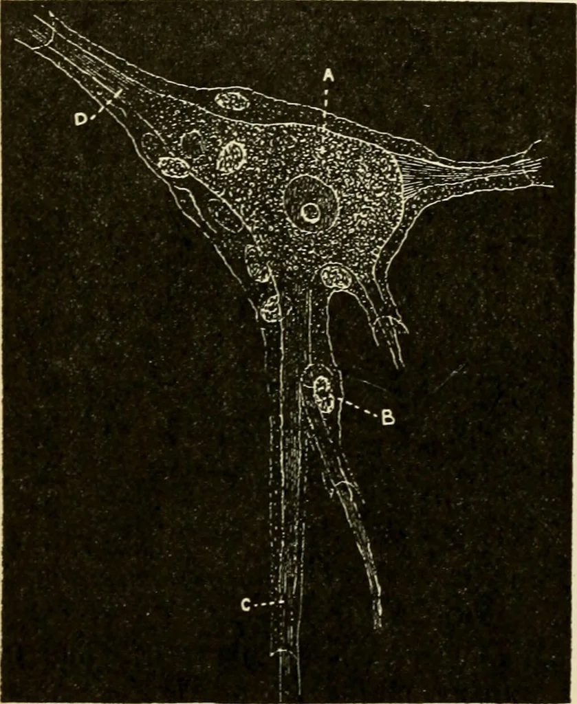 An illustration from Handbook of physiology : for students and practitioners of medicine / by Austin Flint ... with two hundred and forty-seven illustrations in the text--including four in colors--and an atlas of sixteen color-plates, including forty-eight original figures taken from actual stained microscopical preparation., 1905, leaf 508