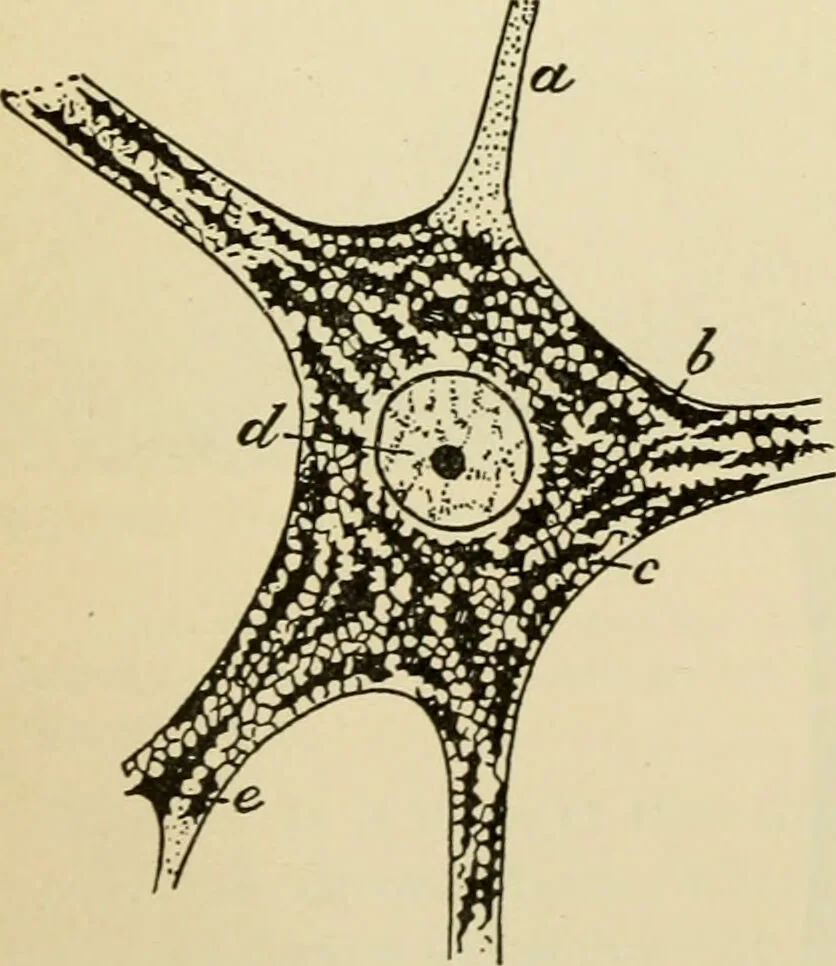 An illustration from Handbook of physiology : for students and practitioners of medicine / by Austin Flint ... with two hundred and forty-seven illustrations in the text--including four in colors--and an atlas of sixteen color-plates, including forty-eight original figures taken from actual stained microscopical preparation., 1905, leaf 510