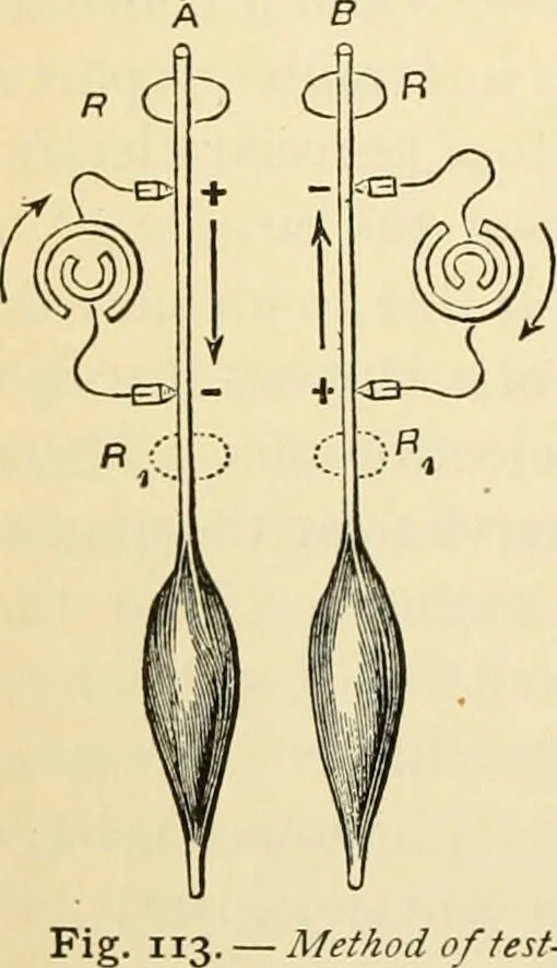 An illustration from Handbook of physiology : for students and practitioners of medicine / by Austin Flint ... with two hundred and forty-seven illustrations in the text--including four in colors--and an atlas of sixteen color-plates, including forty-eight original figures taken from actual stained microscopical preparation., 1905, leaf 528