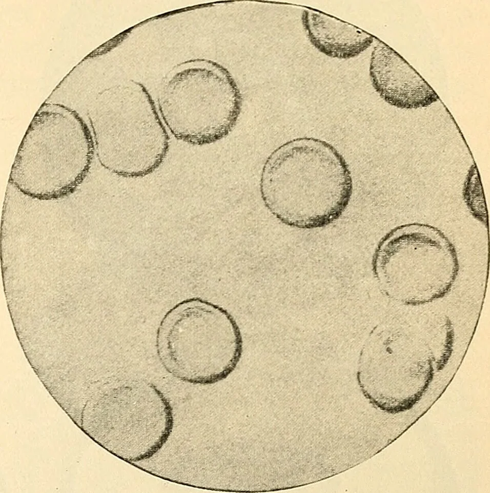 An illustration from Handbook of physiology : for students and practitioners of medicine / by Austin Flint ... with two hundred and forty-seven illustrations in the text--including four in colors--and an atlas of sixteen color-plates, including forty-eight original figures taken from actual stained microscopical preparation., 1905, leaf 53