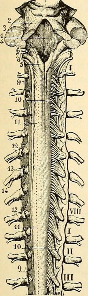 An illustration from Handbook of physiology : for students and practitioners of medicine / by Austin Flint ... with two hundred and forty-seven illustrations in the text--including four in colors--and an atlas of sixteen color-plates, including forty-eight original figures taken from actual stained microscopical preparation., 1905, leaf 531