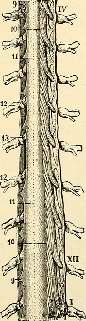 An illustration from Handbook of physiology : for students and practitioners of medicine / by Austin Flint ... with two hundred and forty-seven illustrations in the text--including four in colors--and an atlas of sixteen color-plates, including forty-eight original figures taken from actual stained microscopical preparation., 1905, leaf 531