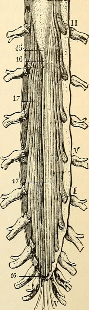 An illustration from Handbook of physiology : for students and practitioners of medicine / by Austin Flint ... with two hundred and forty-seven illustrations in the text--including four in colors--and an atlas of sixteen color-plates, including forty-eight original figures taken from actual stained microscopical preparation., 1905, leaf 531