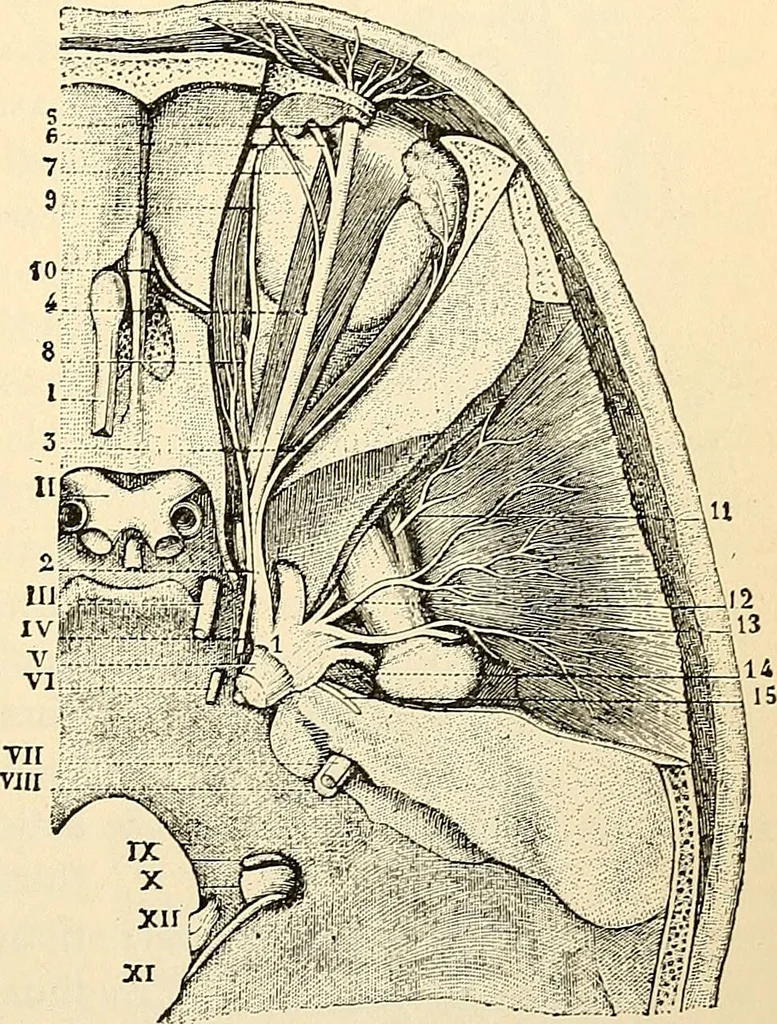An illustration from Handbook of physiology : for students and practitioners of medicine / by Austin Flint ... with two hundred and forty-seven illustrations in the text--including four in colors--and an atlas of sixteen color-plates, including forty-eight original figures taken from actual stained microscopical preparation., 1905, leaf 533