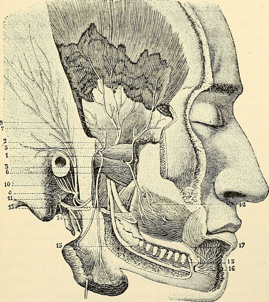 An illustration from Handbook of physiology : for students and practitioners of medicine / by Austin Flint ... with two hundred and forty-seven illustrations in the text--including four in colors--and an atlas of sixteen color-plates, including forty-eight original figures taken from actual stained microscopical preparation., 1905, leaf 541