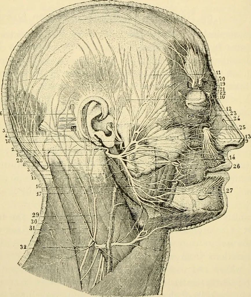 An illustration from Handbook of physiology : for students and practitioners of medicine / by Austin Flint ... with two hundred and forty-seven illustrations in the text--including four in colors--and an atlas of sixteen color-plates, including forty-eight original figures taken from actual stained microscopical preparation., 1905, leaf 544