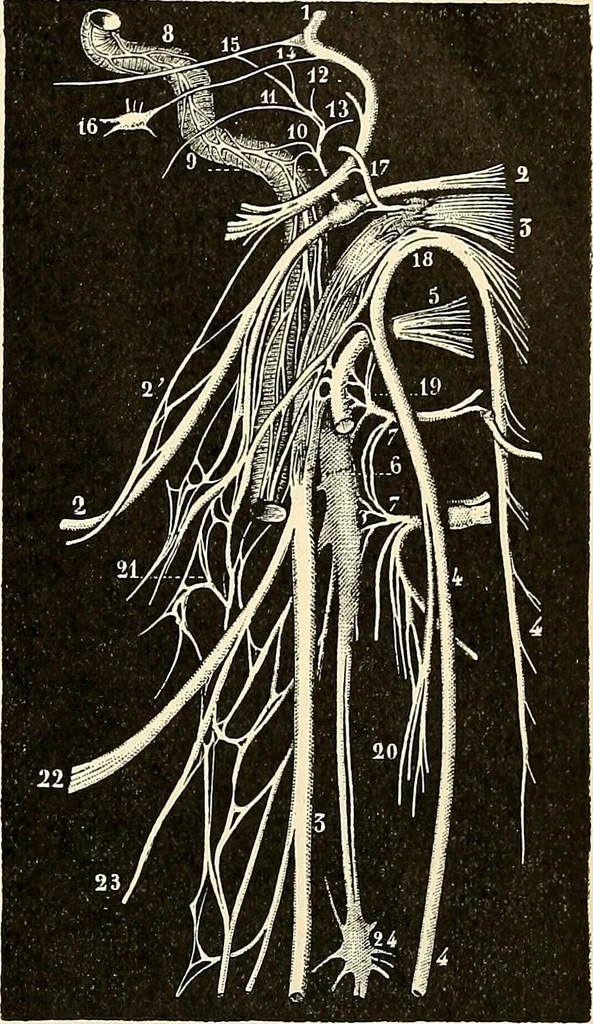 An illustration from Handbook of physiology : for students and practitioners of medicine / by Austin Flint ... with two hundred and forty-seven illustrations in the text--including four in colors--and an atlas of sixteen color-plates, including forty-eight original figures taken from actual stained microscopical preparation., 1905, leaf 551