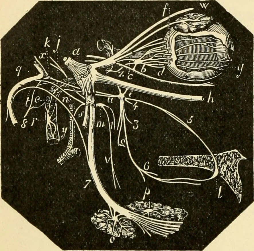 An illustration from Handbook of physiology : for students and practitioners of medicine / by Austin Flint ... with two hundred and forty-seven illustrations in the text--including four in colors--and an atlas of sixteen color-plates, including forty-eight original figures taken from actual stained microscopical preparation., 1905, leaf 560