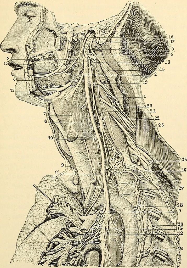 An illustration from Handbook of physiology : for students and practitioners of medicine / by Austin Flint ... with two hundred and forty-seven illustrations in the text--including four in colors--and an atlas of sixteen color-plates, including forty-eight original figures taken from actual stained microscopical preparation., 1905, leaf 571