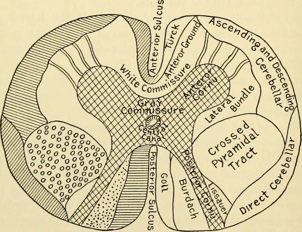 An illustration from Handbook of physiology : for students and practitioners of medicine / by Austin Flint ... with two hundred and forty-seven illustrations in the text--including four in colors--and an atlas of sixteen color-plates, including forty-eight original figures taken from actual stained microscopical preparation., 1905, leaf 590