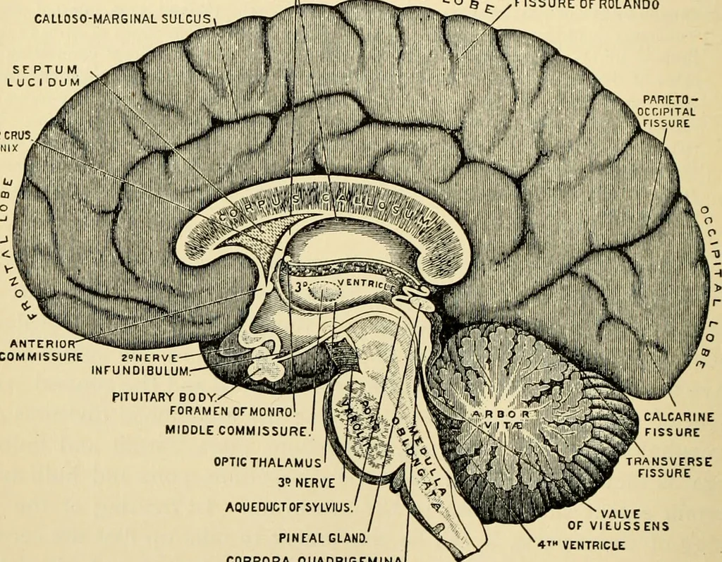 An illustration from Handbook of physiology : for students and practitioners of medicine / by Austin Flint ... with two hundred and forty-seven illustrations in the text--including four in colors--and an atlas of sixteen color-plates, including forty-eight original figures taken from actual stained microscopical preparation., 1905, leaf 604