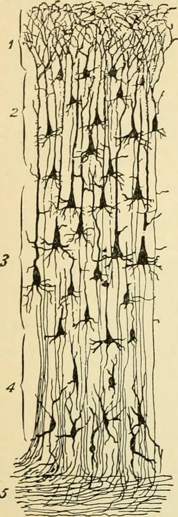 An illustration from Handbook of physiology : for students and practitioners of medicine / by Austin Flint ... with two hundred and forty-seven illustrations in the text--including four in colors--and an atlas of sixteen color-plates, including forty-eight original figures taken from actual stained microscopical preparation., 1905, leaf 606