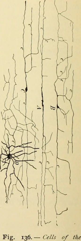 An illustration from Handbook of physiology : for students and practitioners of medicine / by Austin Flint ... with two hundred and forty-seven illustrations in the text--including four in colors--and an atlas of sixteen color-plates, including forty-eight original figures taken from actual stained microscopical preparation., 1905, leaf 606