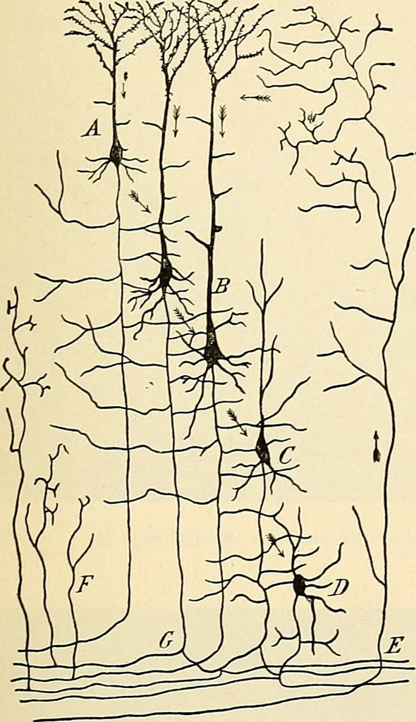 An illustration from Handbook of physiology : for students and practitioners of medicine / by Austin Flint ... with two hundred and forty-seven illustrations in the text--including four in colors--and an atlas of sixteen color-plates, including forty-eight original figures taken from actual stained microscopical preparation., 1905, leaf 607