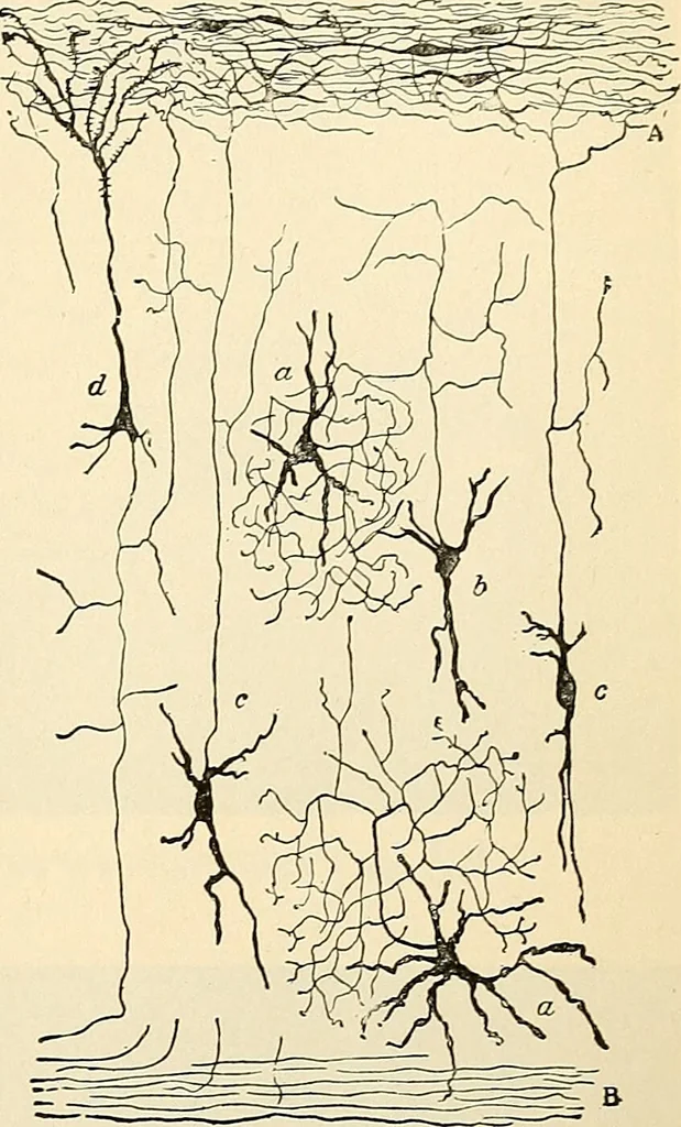 An illustration from Handbook of physiology : for students and practitioners of medicine / by Austin Flint ... with two hundred and forty-seven illustrations in the text--including four in colors--and an atlas of sixteen color-plates, including forty-eight original figures taken from actual stained microscopical preparation., 1905, leaf 607