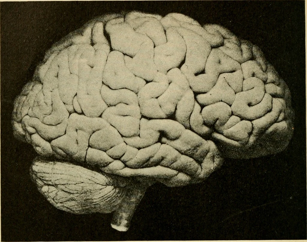 An illustration from Handbook of physiology : for students and practitioners of medicine / by Austin Flint ... with two hundred and forty-seven illustrations in the text--including four in colors--and an atlas of sixteen color-plates, including forty-eight original figures taken from actual stained microscopical preparation., 1905, leaf 608