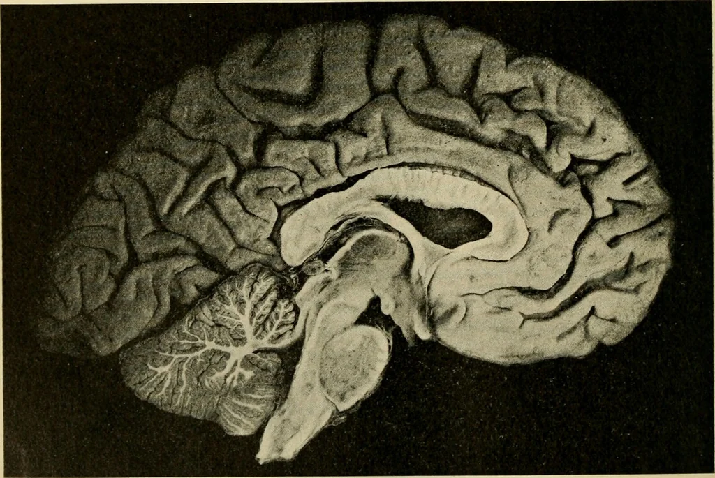 An illustration from Handbook of physiology : for students and practitioners of medicine / by Austin Flint ... with two hundred and forty-seven illustrations in the text--including four in colors--and an atlas of sixteen color-plates, including forty-eight original figures taken from actual stained microscopical preparation., 1905, leaf 608