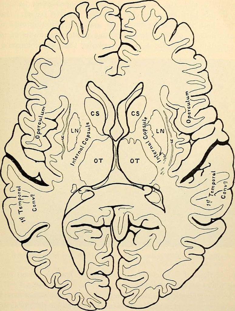 An illustration from Handbook of physiology : for students and practitioners of medicine / by Austin Flint ... with two hundred and forty-seven illustrations in the text--including four in colors--and an atlas of sixteen color-plates, including forty-eight original figures taken from actual stained microscopical preparation., 1905, leaf 613
