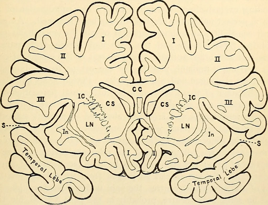 An illustration from Handbook of physiology : for students and practitioners of medicine / by Austin Flint ... with two hundred and forty-seven illustrations in the text--including four in colors--and an atlas of sixteen color-plates, including forty-eight original figures taken from actual stained microscopical preparation., 1905, leaf 615