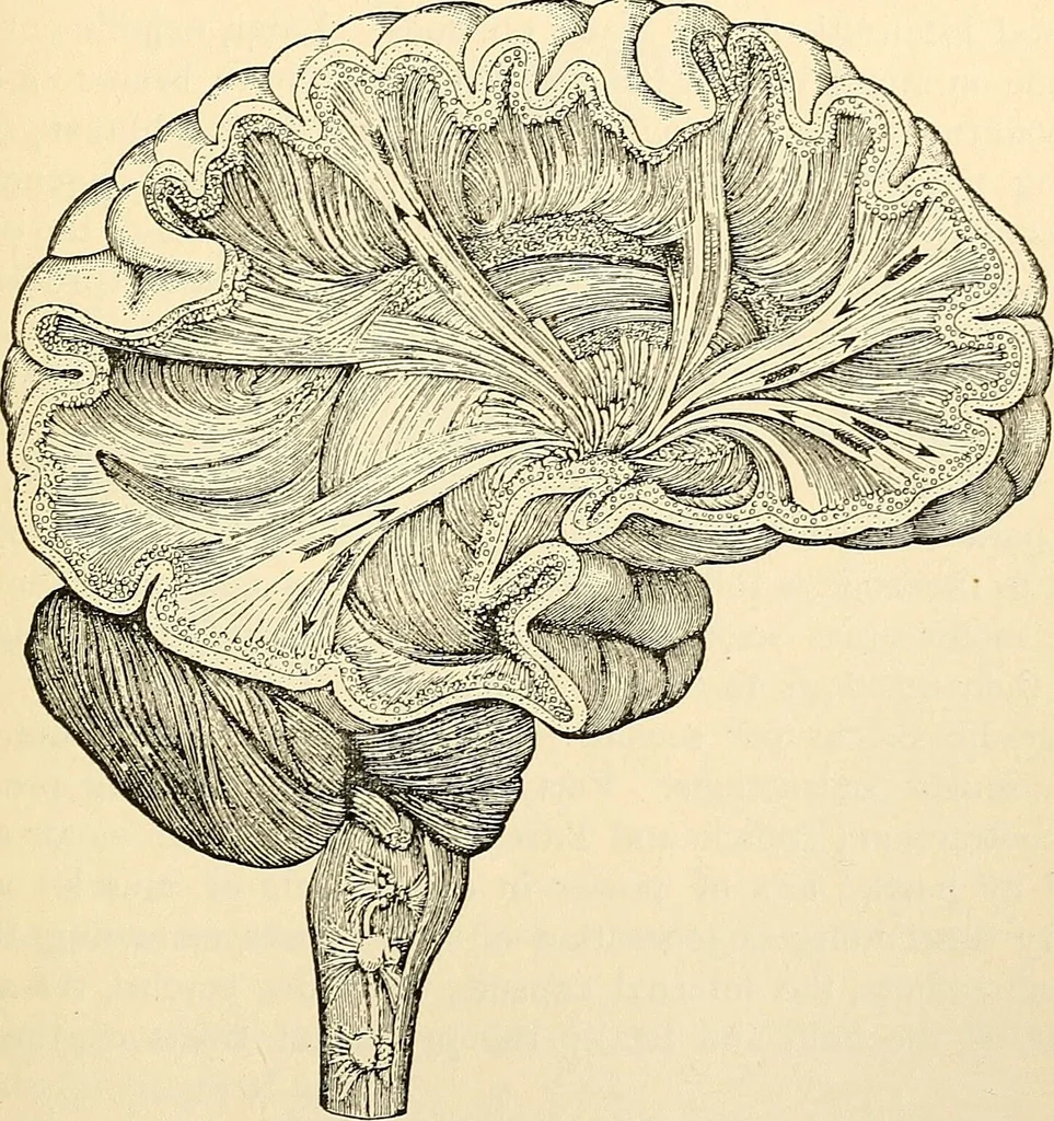 An illustration from Handbook of physiology : for students and practitioners of medicine / by Austin Flint ... with two hundred and forty-seven illustrations in the text--including four in colors--and an atlas of sixteen color-plates, including forty-eight original figures taken from actual stained microscopical preparation., 1905, leaf 619