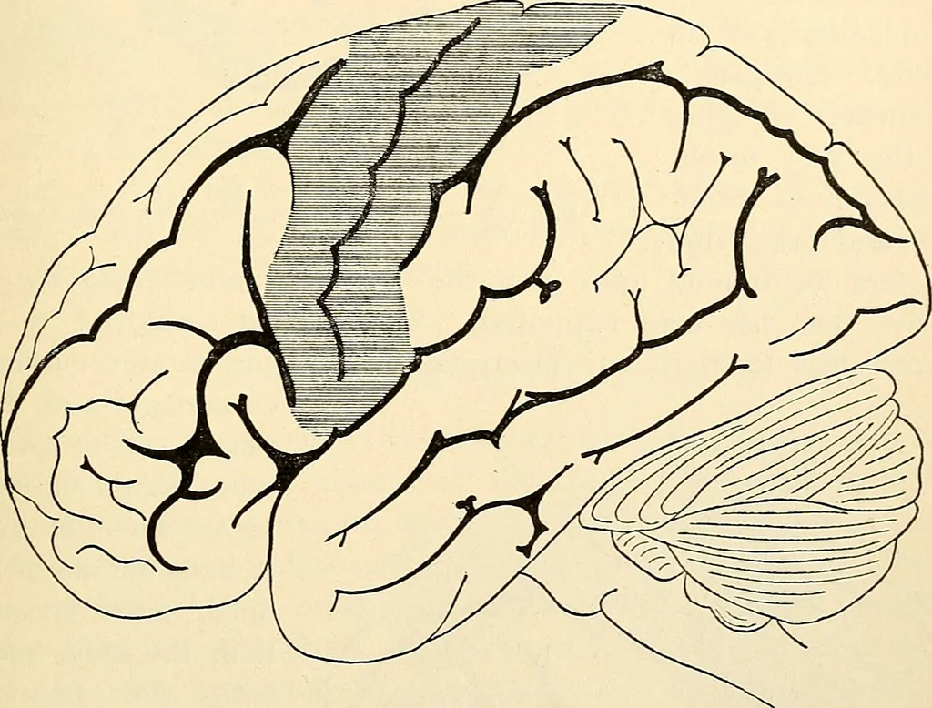 An illustration from Handbook of physiology : for students and practitioners of medicine / by Austin Flint ... with two hundred and forty-seven illustrations in the text--including four in colors--and an atlas of sixteen color-plates, including forty-eight original figures taken from actual stained microscopical preparation., 1905, leaf 621