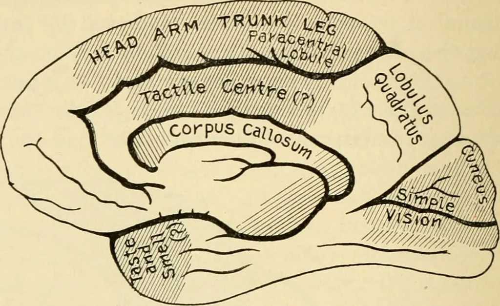 An illustration from Handbook of physiology : for students and practitioners of medicine / by Austin Flint ... with two hundred and forty-seven illustrations in the text--including four in colors--and an atlas of sixteen color-plates, including forty-eight original figures taken from actual stained microscopical preparation., 1905, leaf 622
