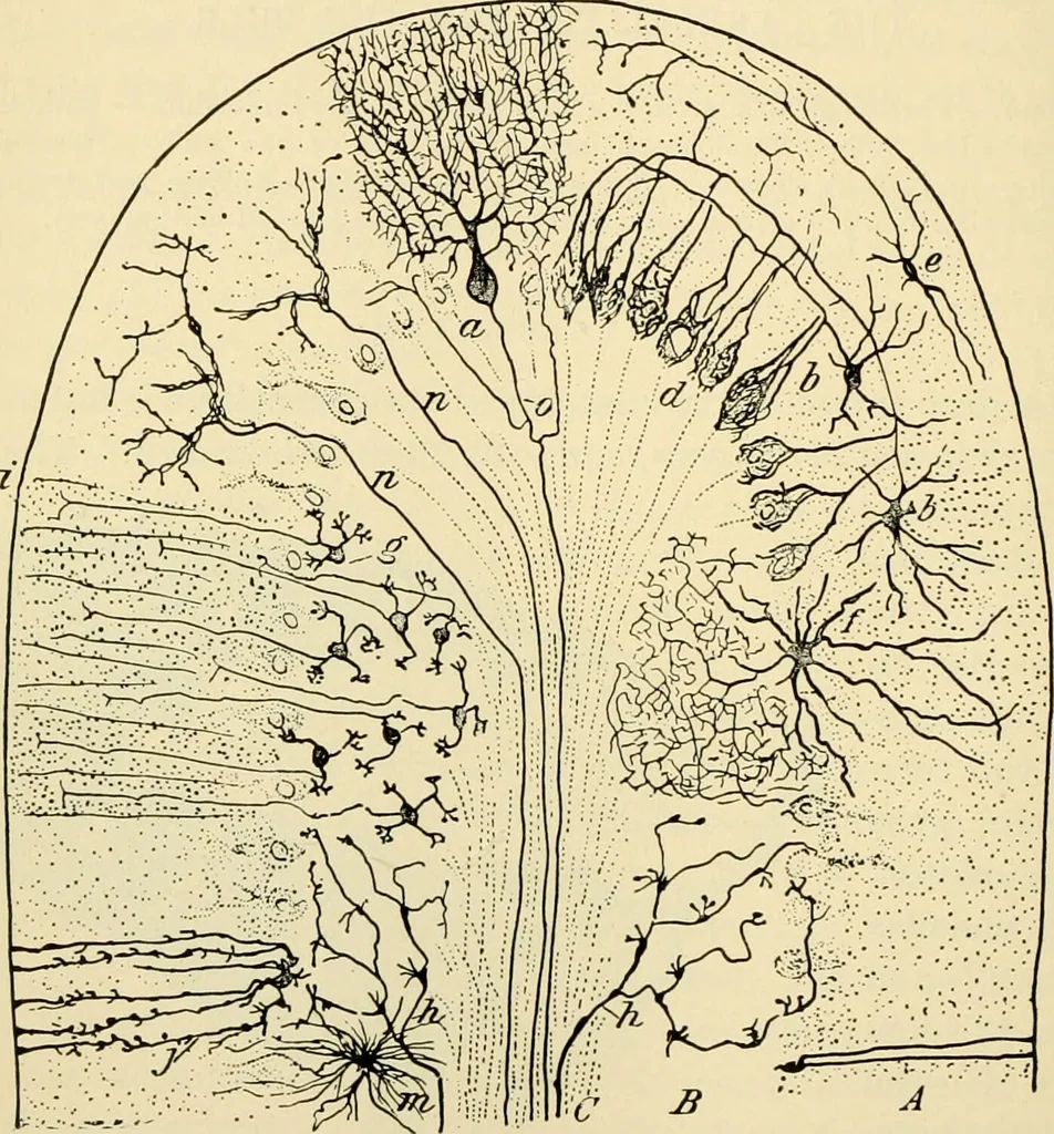 An illustration from Handbook of physiology : for students and practitioners of medicine / by Austin Flint ... with two hundred and forty-seven illustrations in the text--including four in colors--and an atlas of sixteen color-plates, including forty-eight original figures taken from actual stained microscopical preparation., 1905, leaf 632