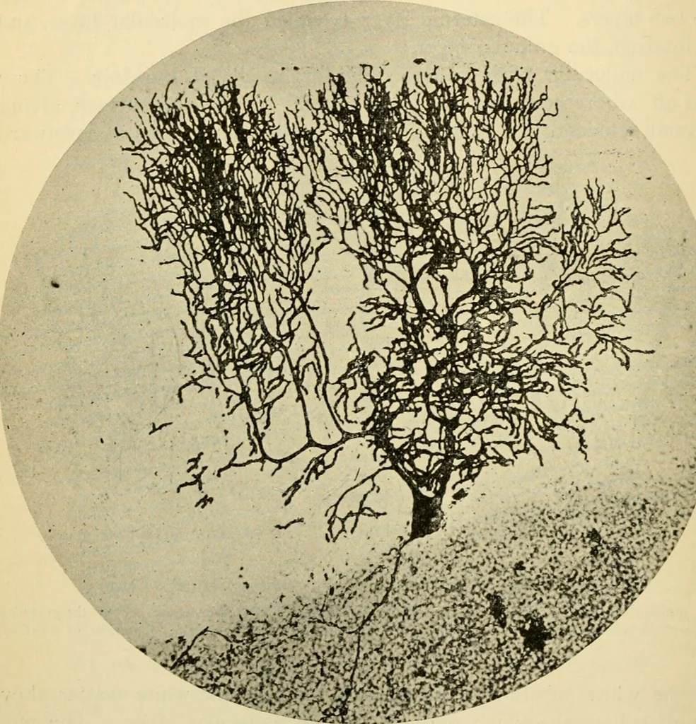 An illustration from Handbook of physiology : for students and practitioners of medicine / by Austin Flint ... with two hundred and forty-seven illustrations in the text--including four in colors--and an atlas of sixteen color-plates, including forty-eight original figures taken from actual stained microscopical preparation., 1905, leaf 634