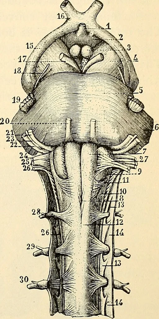 An illustration from Handbook of physiology : for students and practitioners of medicine / by Austin Flint ... with two hundred and forty-seven illustrations in the text--including four in colors--and an atlas of sixteen color-plates, including forty-eight original figures taken from actual stained microscopical preparation., 1905, leaf 637