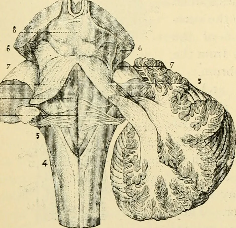 An illustration from Handbook of physiology : for students and practitioners of medicine / by Austin Flint ... with two hundred and forty-seven illustrations in the text--including four in colors--and an atlas of sixteen color-plates, including forty-eight original figures taken from actual stained microscopical preparation., 1905, leaf 638