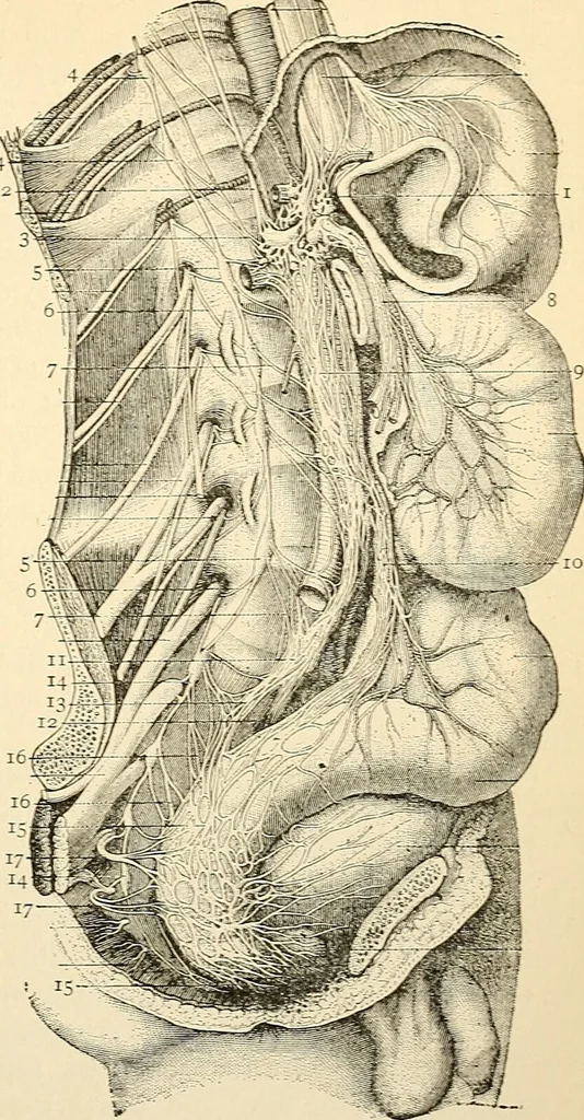 An illustration from Handbook of physiology : for students and practitioners of medicine / by Austin Flint ... with two hundred and forty-seven illustrations in the text--including four in colors--and an atlas of sixteen color-plates, including forty-eight original figures taken from actual stained microscopical preparation., 1905, leaf 647