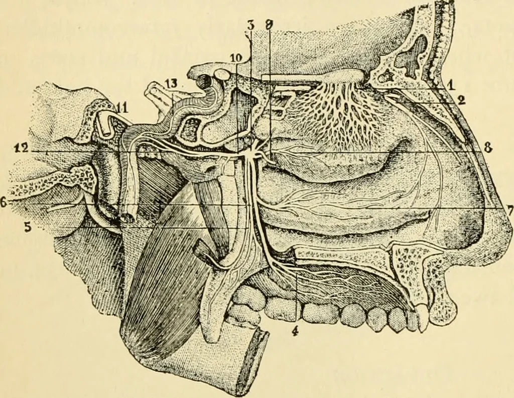 An illustration from Handbook of physiology : for students and practitioners of medicine / by Austin Flint ... with two hundred and forty-seven illustrations in the text--including four in colors--and an atlas of sixteen color-plates, including forty-eight original figures taken from actual stained microscopical preparation., 1905, leaf 670