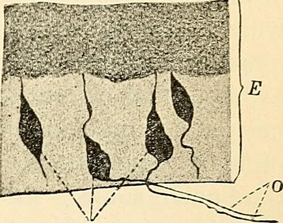 An illustration from Handbook of physiology : for students and practitioners of medicine / by Austin Flint ... with two hundred and forty-seven illustrations in the text--including four in colors--and an atlas of sixteen color-plates, including forty-eight original figures taken from actual stained microscopical preparation., 1905, leaf 671