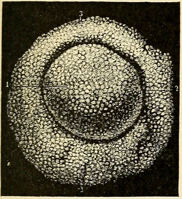 An illustration from Handbook of physiology : for students and practitioners of medicine / by Austin Flint ... with two hundred and forty-seven illustrations in the text--including four in colors--and an atlas of sixteen color-plates, including forty-eight original figures taken from actual stained microscopical preparation., 1905, leaf 681