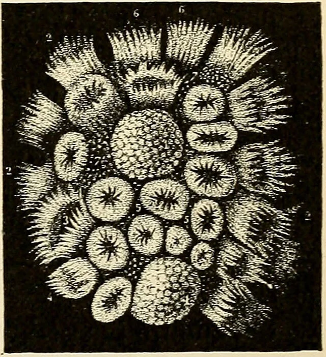 An illustration from Handbook of physiology : for students and practitioners of medicine / by Austin Flint ... with two hundred and forty-seven illustrations in the text--including four in colors--and an atlas of sixteen color-plates, including forty-eight original figures taken from actual stained microscopical preparation., 1905, leaf 681