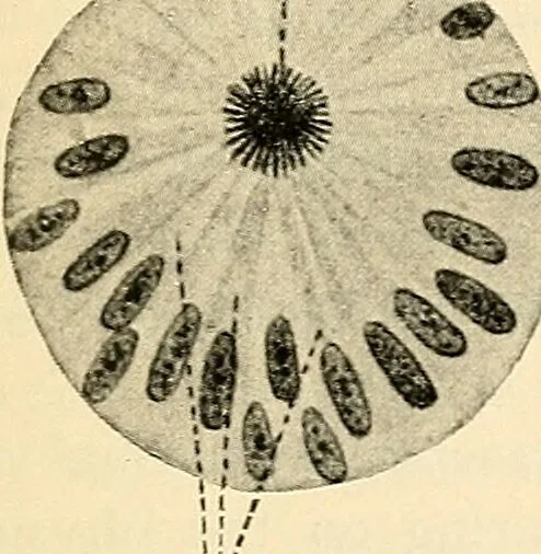 An illustration from Handbook of physiology : for students and practitioners of medicine / by Austin Flint ... with two hundred and forty-seven illustrations in the text--including four in colors--and an atlas of sixteen color-plates, including forty-eight original figures taken from actual stained microscopical preparation., 1905, leaf 683