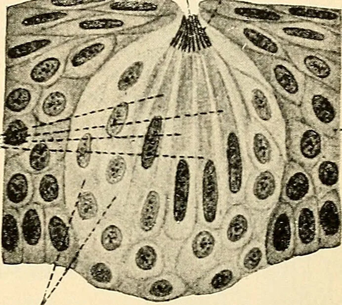 An illustration from Handbook of physiology : for students and practitioners of medicine / by Austin Flint ... with two hundred and forty-seven illustrations in the text--including four in colors--and an atlas of sixteen color-plates, including forty-eight original figures taken from actual stained microscopical preparation., 1905, leaf 683