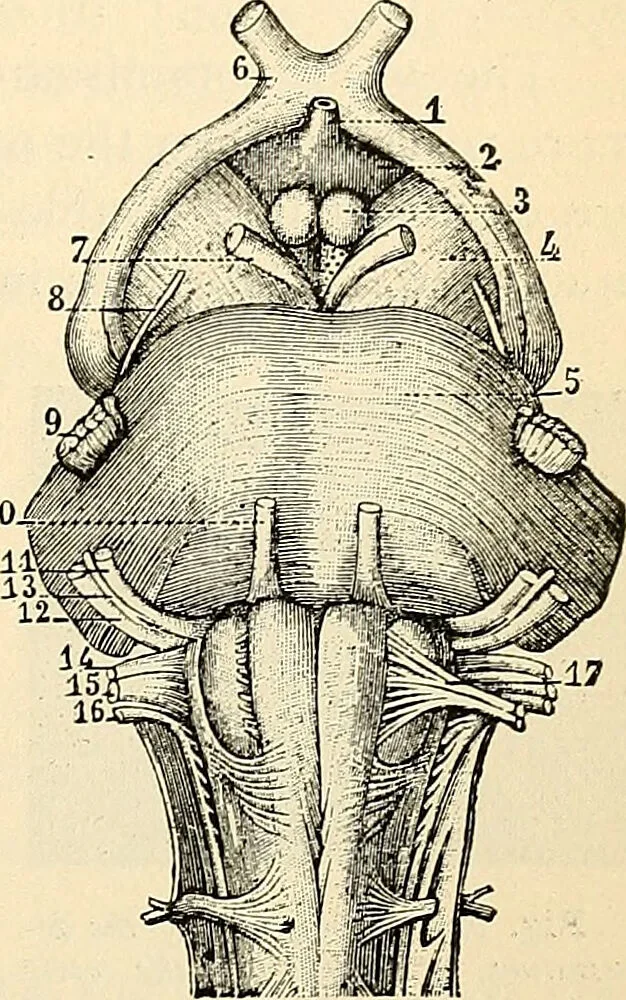 An illustration from Handbook of physiology : for students and practitioners of medicine / by Austin Flint ... with two hundred and forty-seven illustrations in the text--including four in colors--and an atlas of sixteen color-plates, including forty-eight original figures taken from actual stained microscopical preparation., 1905, leaf 685