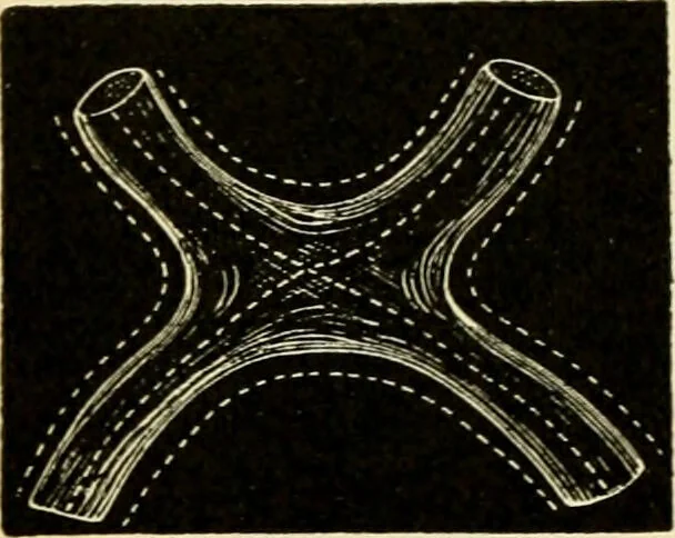An illustration from Handbook of physiology : for students and practitioners of medicine / by Austin Flint ... with two hundred and forty-seven illustrations in the text--including four in colors--and an atlas of sixteen color-plates, including forty-eight original figures taken from actual stained microscopical preparation., 1905, leaf 686