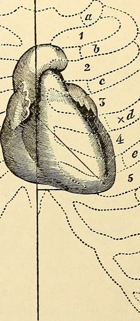 An illustration from Handbook of physiology : for students and practitioners of medicine / by Austin Flint ... with two hundred and forty-seven illustrations in the text--including four in colors--and an atlas of sixteen color-plates, including forty-eight original figures taken from actual stained microscopical preparation., 1905, leaf 69
