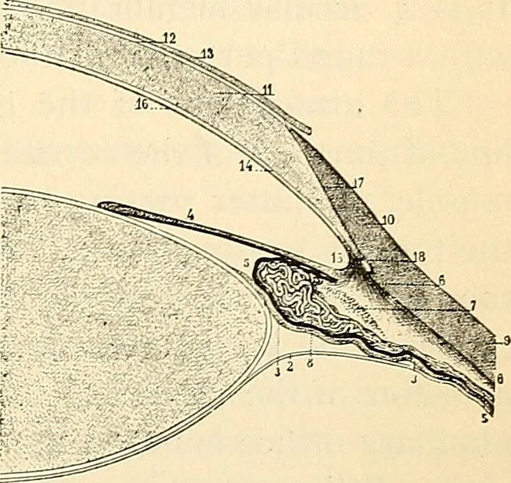 An illustration from Handbook of physiology : for students and practitioners of medicine / by Austin Flint ... with two hundred and forty-seven illustrations in the text--including four in colors--and an atlas of sixteen color-plates, including forty-eight original figures taken from actual stained microscopical preparation., 1905, leaf 691