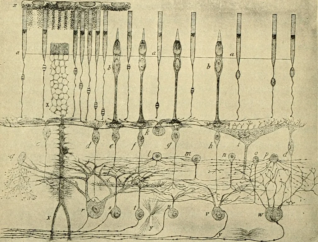 An illustration from Handbook of physiology : for students and practitioners of medicine / by Austin Flint ... with two hundred and forty-seven illustrations in the text--including four in colors--and an atlas of sixteen color-plates, including forty-eight original figures taken from actual stained microscopical preparation., 1905, leaf 696